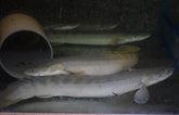 Polypterus Bichir Laparadei L Kwastvinsnoek
